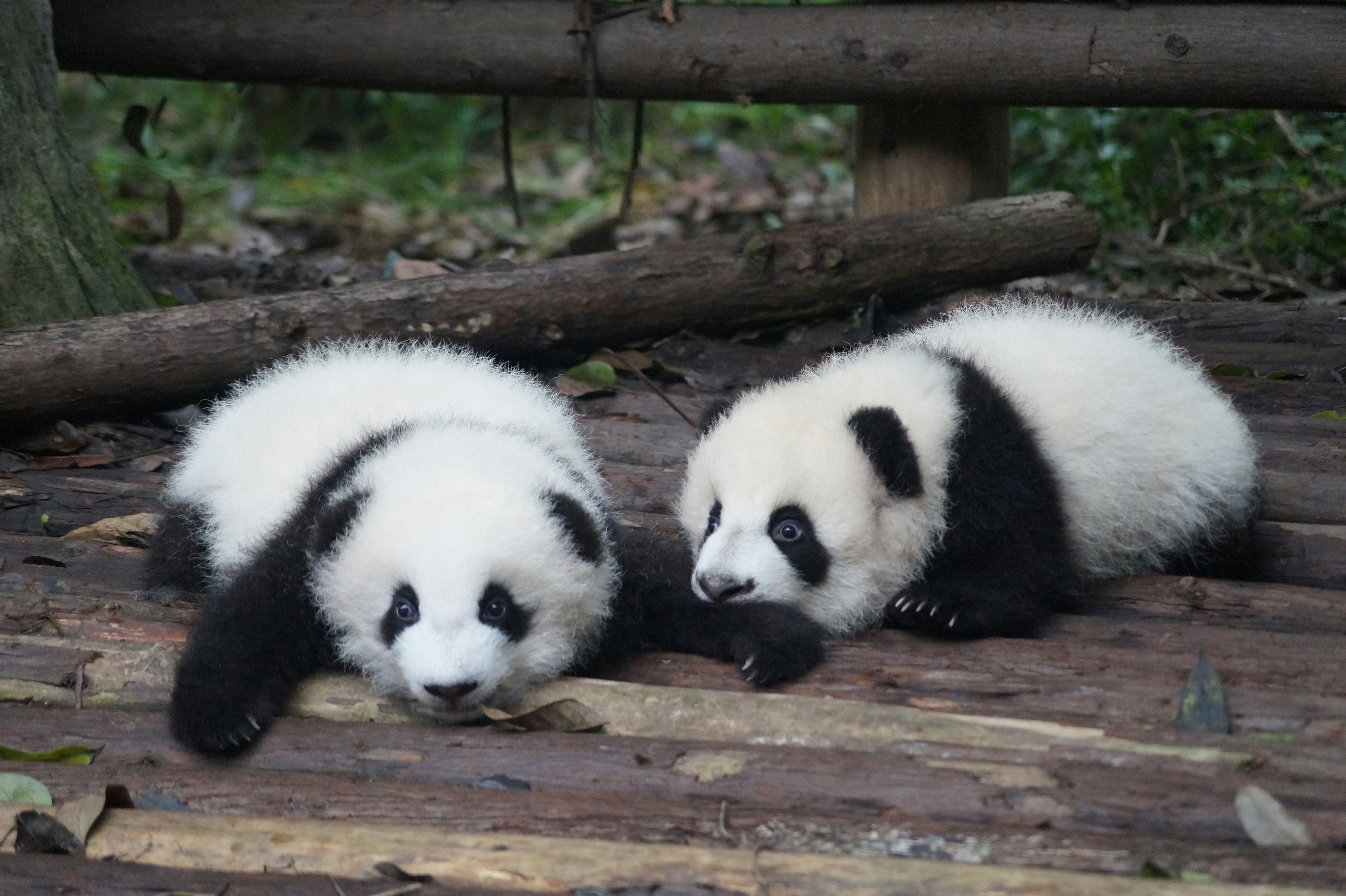 Giant pandas eating fresh bamboo at the Chengdu Research Base.