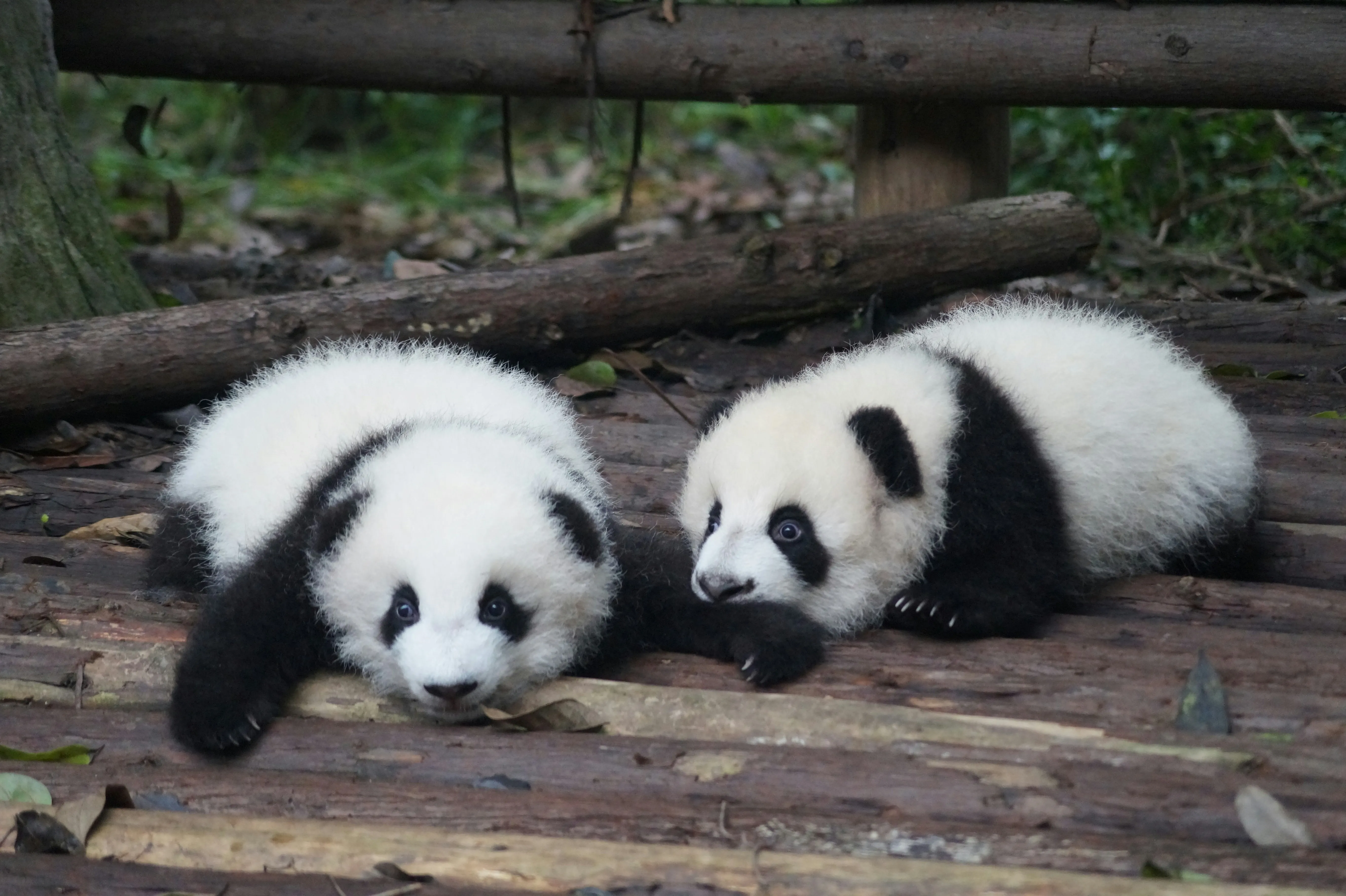 Giant pandas eating fresh bamboo at the Chengdu Research Base.
