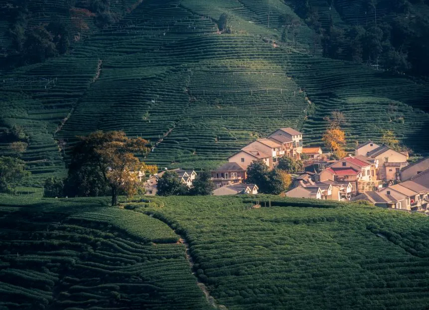 Rows of green tea bushes lining the hills of Meijiawu village.