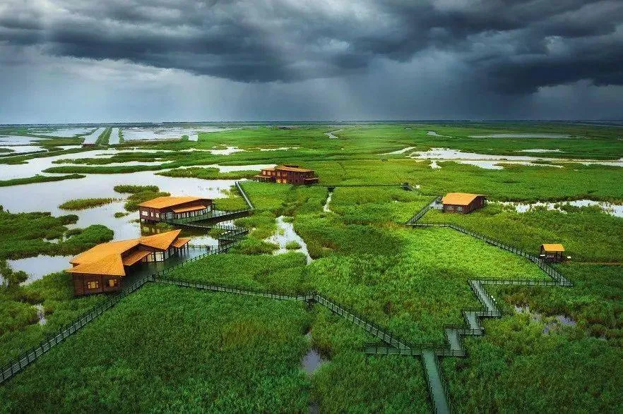 A wooden boardwalk winding through tall green reed marshes under a cloudy sky on Chongming Island.